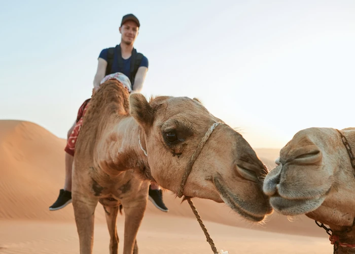 Camels walking across the Abu Dhabi desert dunes at golden hour